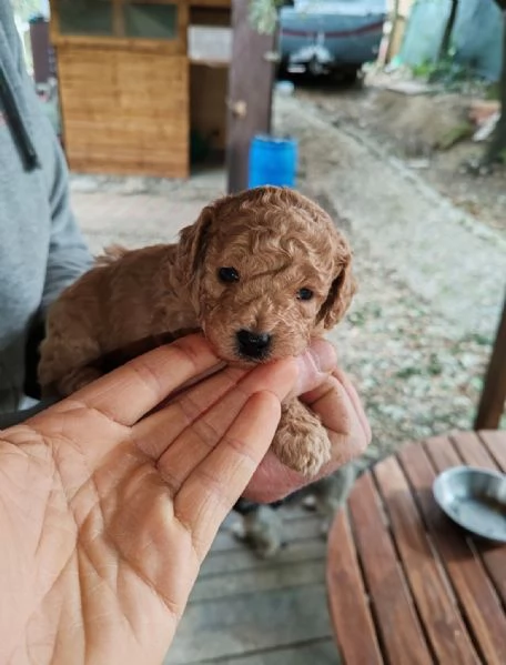 Barboncini red e champagne 