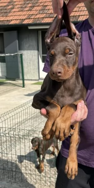 dobermann cuccioli | Foto 6