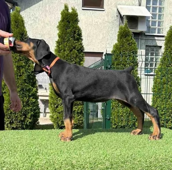 dobermann cuccioli | Foto 5