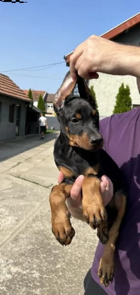 dobermann cuccioli | Foto 4