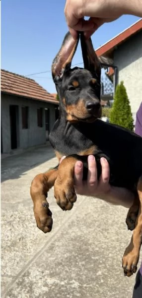 dobermann cuccioli | Foto 3