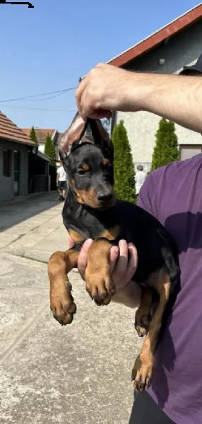 dobermann cuccioli