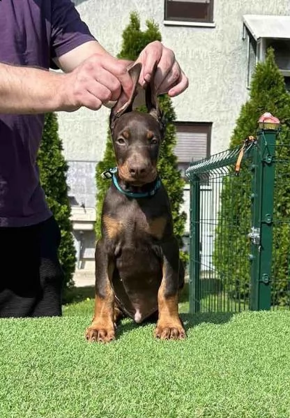 dobermann cuccioli | Foto 2