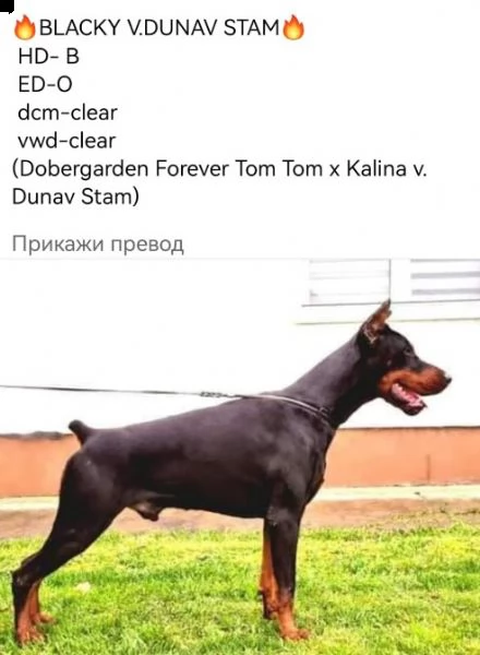 dobermann cuccioli | Foto 1