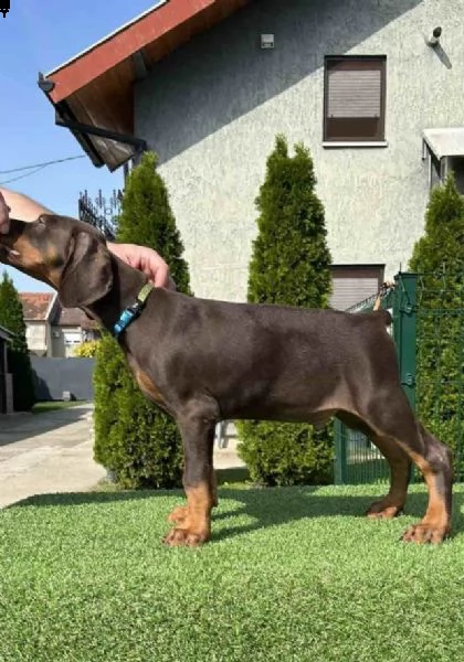 dobermann cuccioli | Foto 0