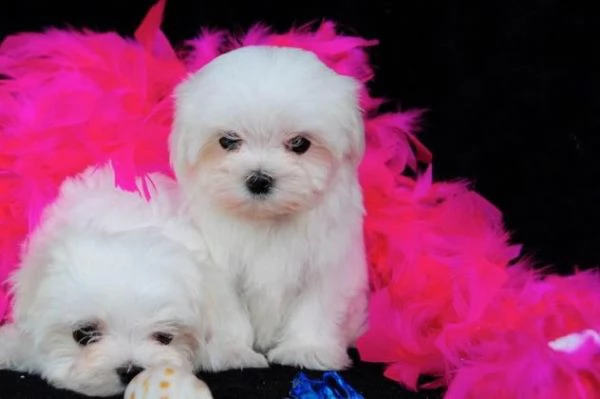 bellissimi cuccioli di maltese teacup in vendita bellissimi cuccioli di teacup maltese pronti per og | Foto 0