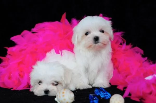 bellissimi cuccioli di maltese teacup in vendita bellissimi cuccioli di teacup maltese pronti per og