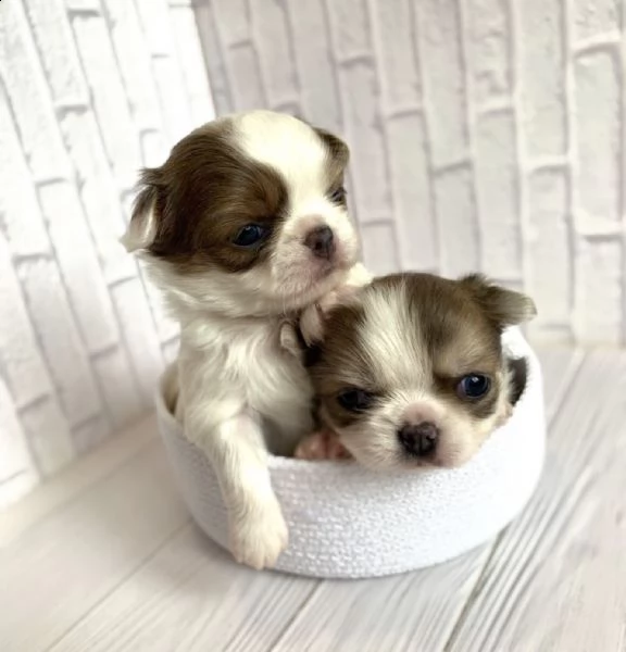 due cuccioli di chihuahua di razza pura (maschi a pelo corto) in blu fulvo e nero focato stanno cerc