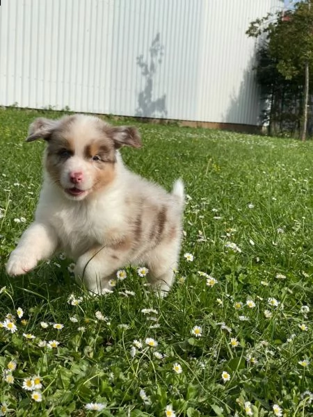 cuccioli di pastore australiano asca dal 23/11/23 | Foto 1