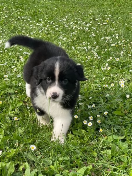 cuccioli di pastore australiano asca dal 23/11/23 | Foto 0