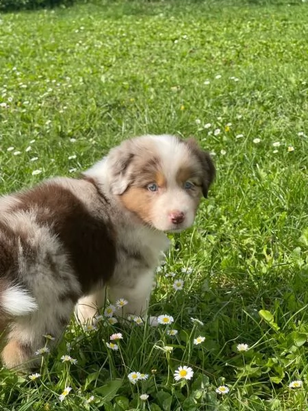 cuccioli di pastore australiano asca dal 23/11/23