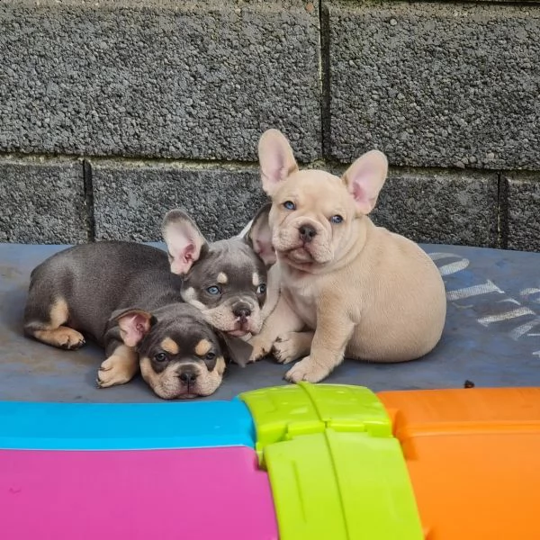 dolcissimi cuccioli  razza pura bulldog francese