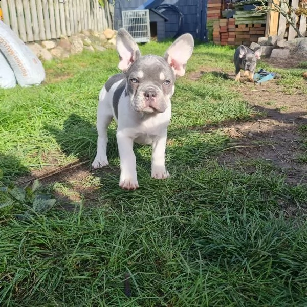 dolcissimi cuccioli  razza pura bulldog francese | Foto 4