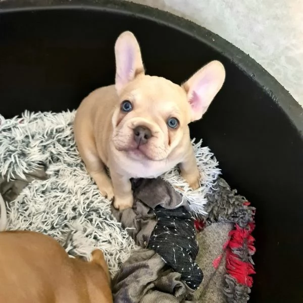 dolcissimi cuccioli  razza pura bulldog francese | Foto 3