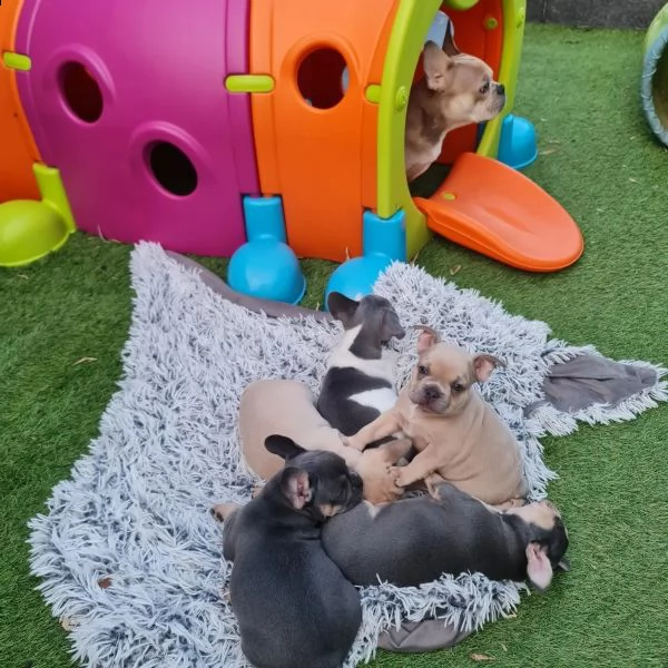 dolcissimi cuccioli  razza pura bulldog francese | Foto 2