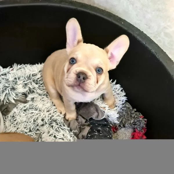 dolcissimi cuccioli  razza pura bulldog francese | Foto 1