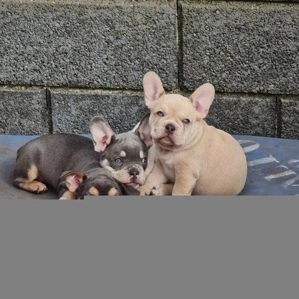 dolcissimi cuccioli  razza pura bulldog francese | Foto 0