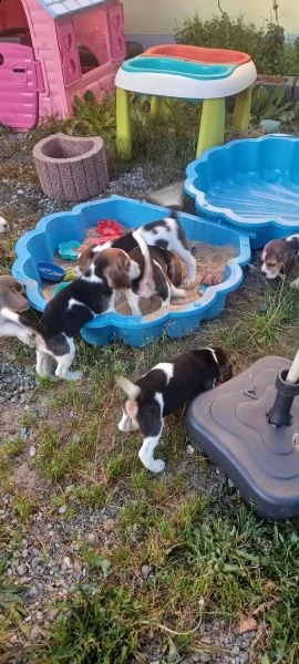 cuccioli di razza beagle | Foto 2