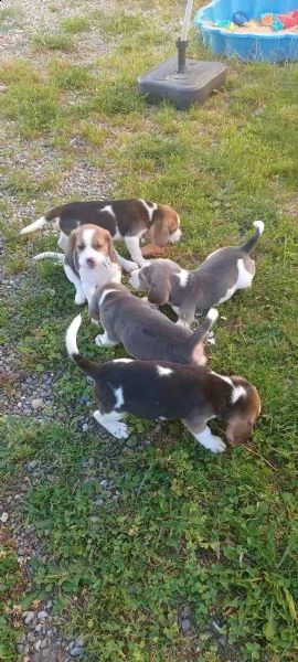 cuccioli di razza beagle