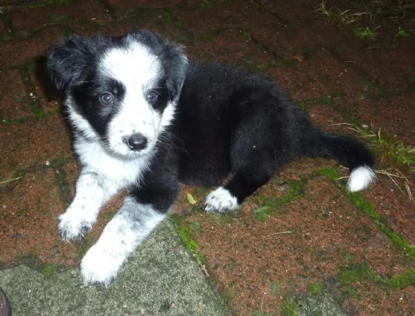 cuccioli border collie altissima genealogia | Foto 3