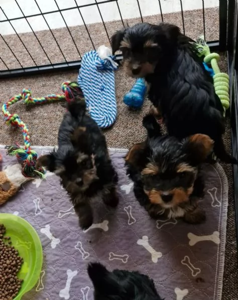 Disponibile eccellente cucciolata di Yorkshire toy | Foto 1