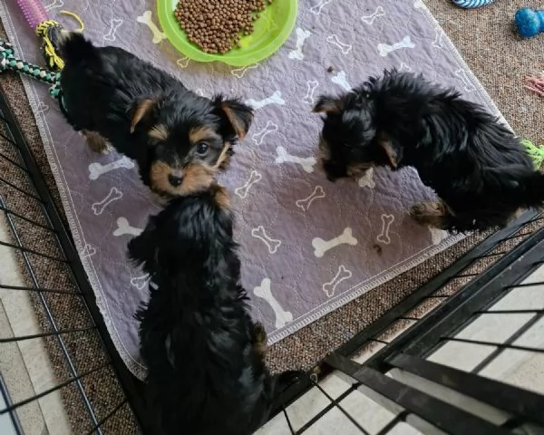 Disponibile eccellente cucciolata di Yorkshire toy