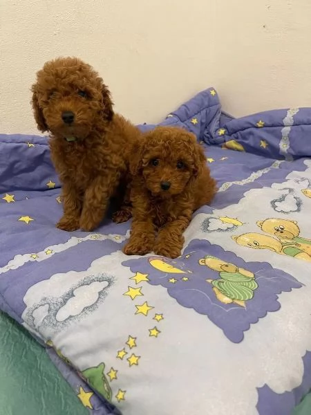 Bellissimi cuccioli di Barboncino subito disponibili | Foto 3