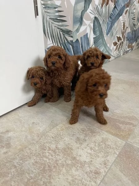 Bellissimi cuccioli di Barboncino subito disponibili | Foto 2