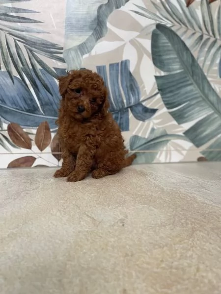 Bellissimi cuccioli di Barboncino subito disponibili | Foto 0