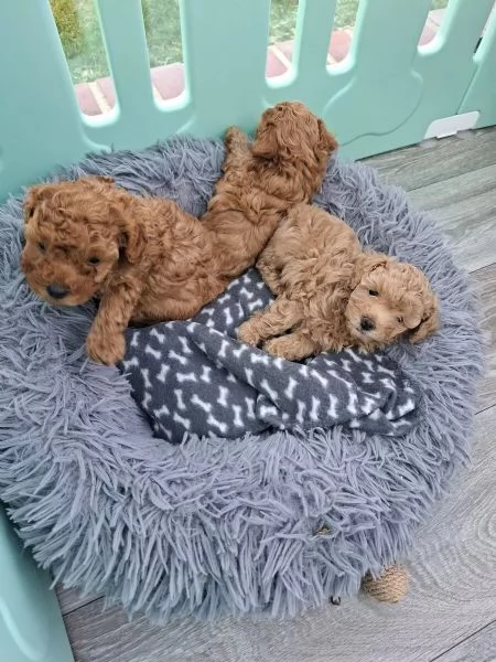 Bellissimi cuccioli di Barboncino subito disponibili