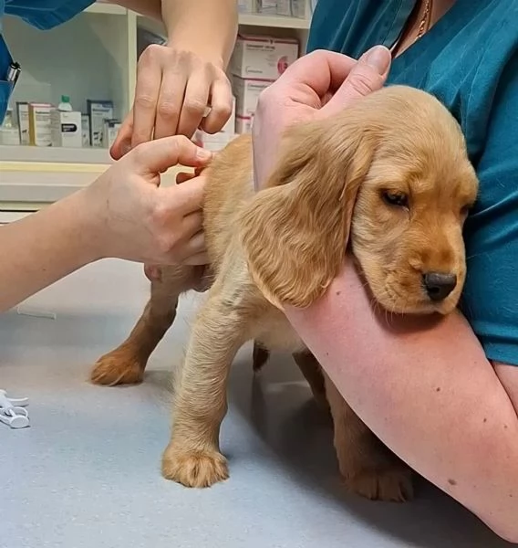Eccezionali cuccioli di Cocker Spaniel maschi e femmine | Foto 1