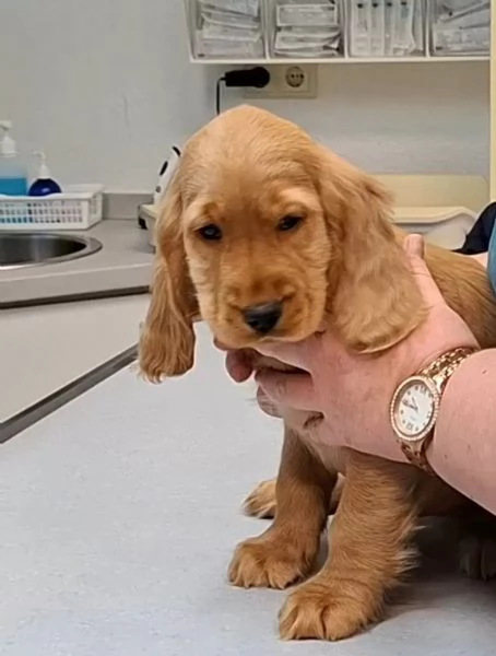 Eccezionali cuccioli di Cocker Spaniel maschi e femmine | Foto 0