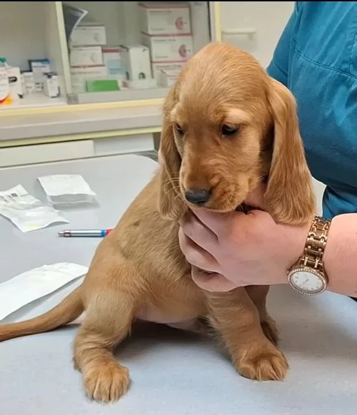 Eccezionali cuccioli di Cocker Spaniel maschi e femmine