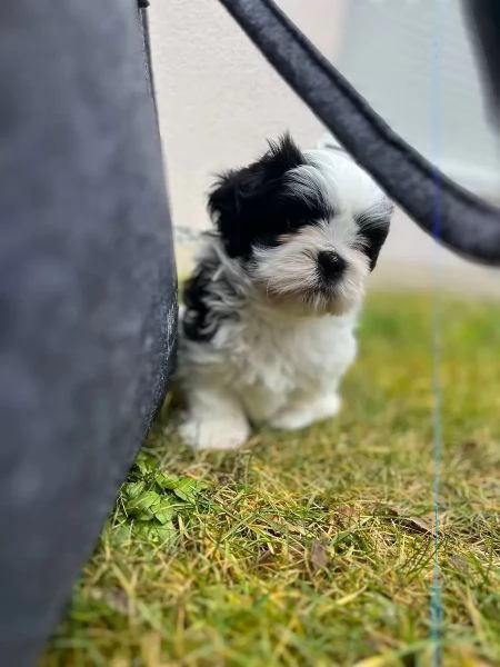Cuccioli di Shih Tzu con pedigree enci | Foto 2