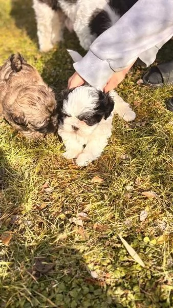 Cuccioli di Shih Tzu con pedigree enci | Foto 1