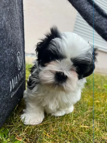 Cuccioli di Shih Tzu con pedigree enci | Foto 0