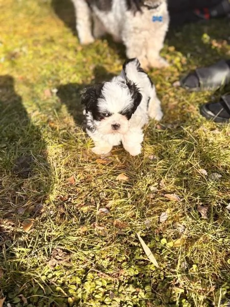 Cuccioli di Shih Tzu con pedigree enci