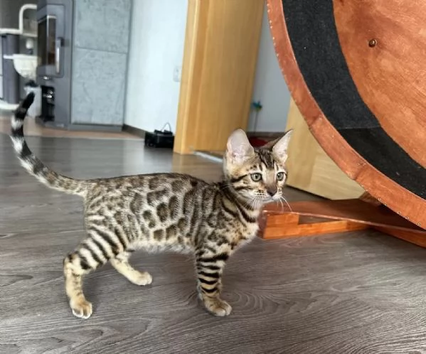 Gattini Simpatico Bengala Maschio e Femmina | Foto 3