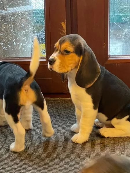 I cuccioli di Beagle cercano una casa amorevole | Foto 1