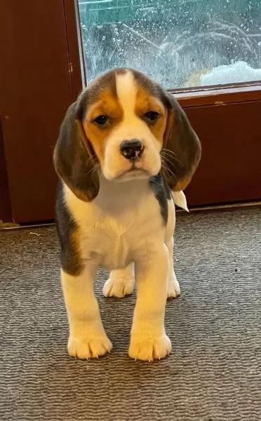 I cuccioli di Beagle cercano una casa amorevole