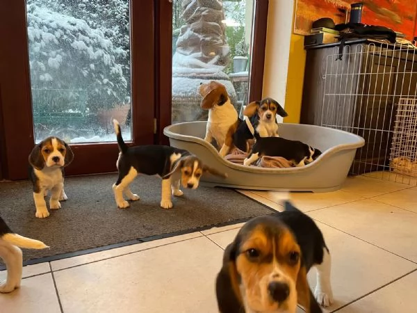 Cuccioli di beagle con pedigree | Foto 4