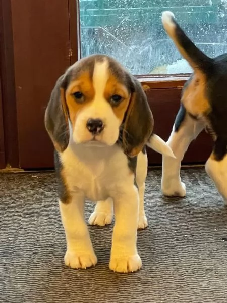 Cuccioli di beagle con pedigree | Foto 3