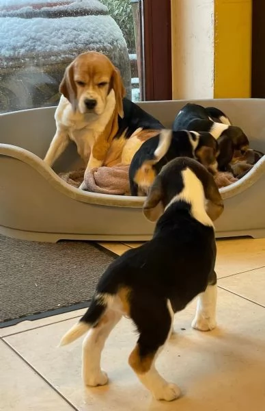 Cuccioli di beagle con pedigree | Foto 2