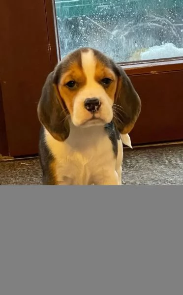 Cuccioli di beagle con pedigree | Foto 0