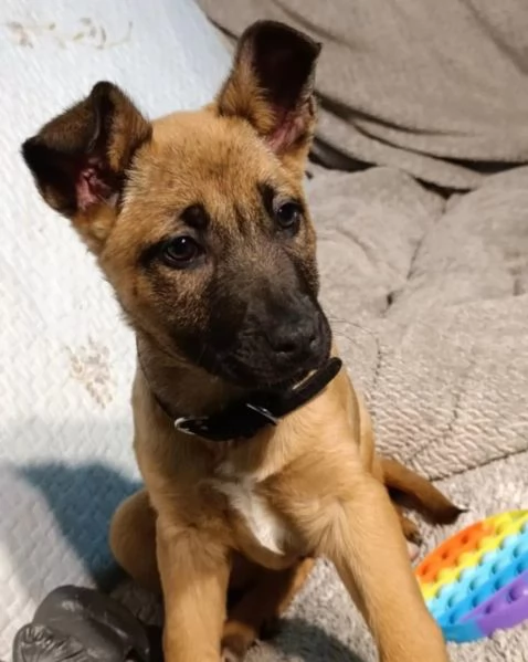 Cuccioli Pastore Belga Malinois maschio e femmina | Foto 0