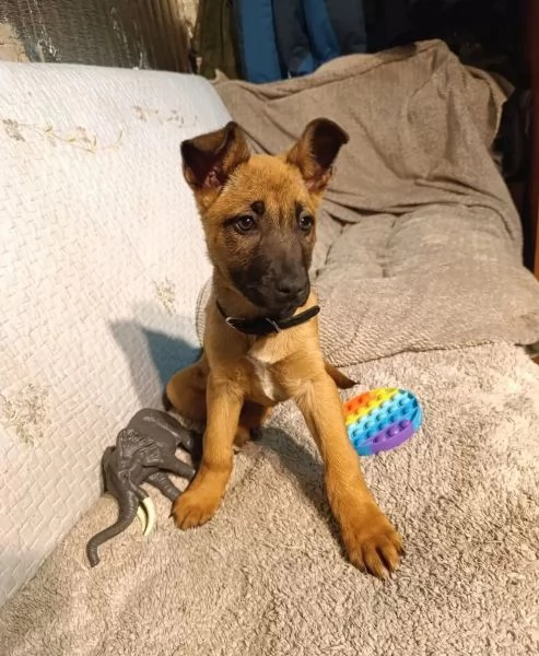 Cuccioli Pastore Belga Malinois maschio e femmina