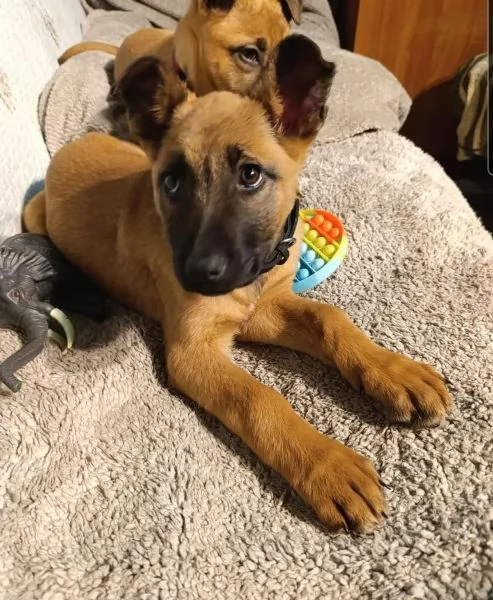 CUCCIOLI DI PASTORE BELGA MALINOIS | Foto 1