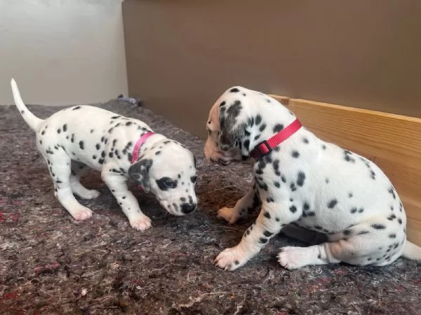 Disponibili cuccioli dalmata(3) | Foto 2