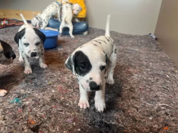 Disponibili cuccioli dalmata(3) | Foto 0
