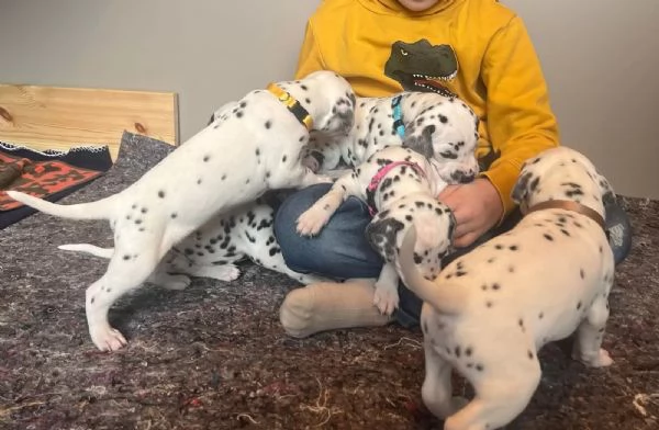 Disponibili cuccioli dalmata(3)
